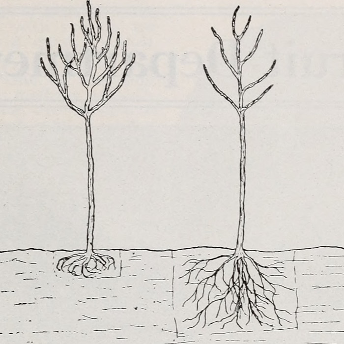 Clay Soil Fig1