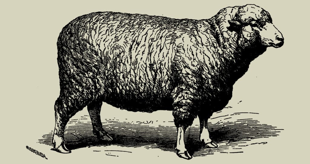 A robust sheep, a potential source of manure for organic amendments in sustainable farming practices.