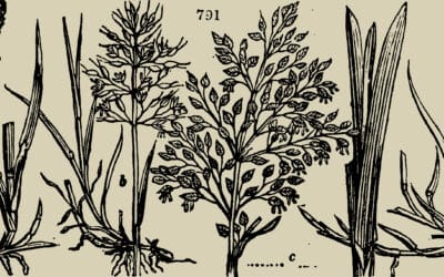 Unlock Lush Gardens: Soil Nutrient Analysis Unveiled