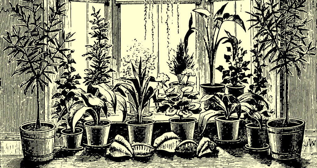 An indoor plant collection, which suggests the use of organic potting soil for healthy growth.