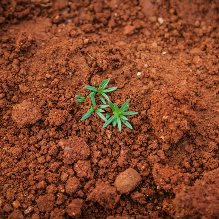 types of soil Fig1