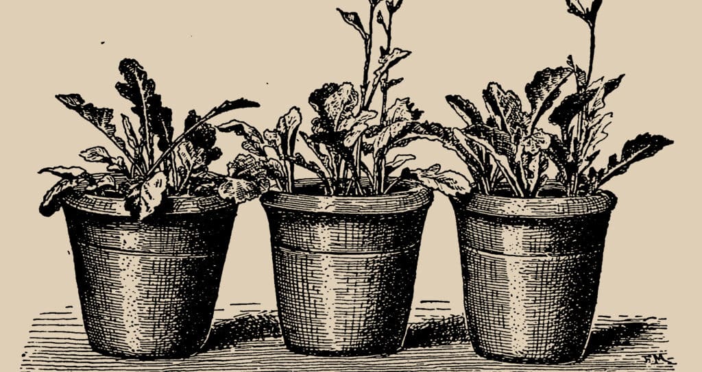 Three potted plants exhibit varying degrees of growth, illustrating the diverse effects of plant calcium on development.