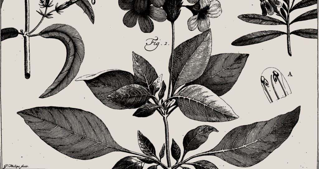 An antique botanical illustration showcases the anatomy of a plant, ideal for studying plant potassium content.