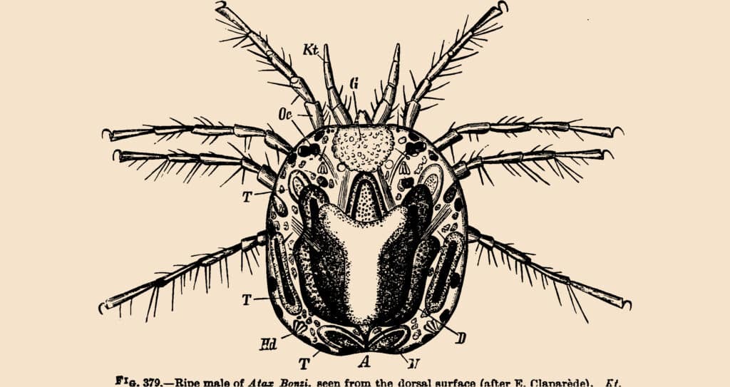 A detailed anatomical illustration of a soil mite, highlighting its intricate body structure essential for thriving in garden ecosystems.