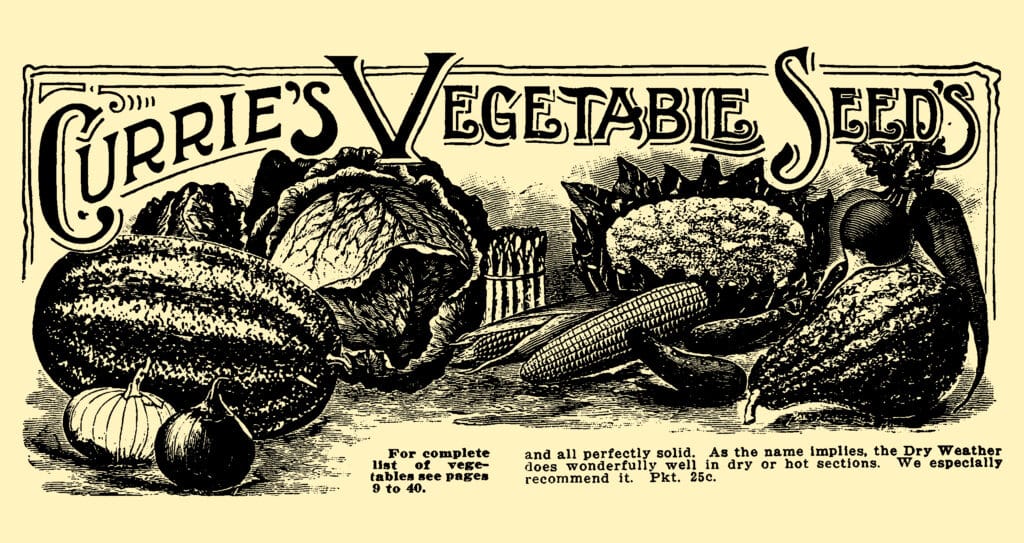 A display of assorted garden vegetables, which evokes the timeless techniques of unique gardening methods passed down through generations.